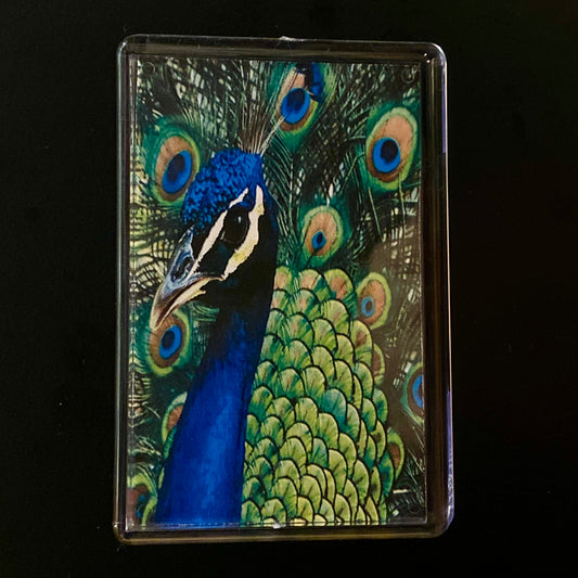 Peacock Magnet